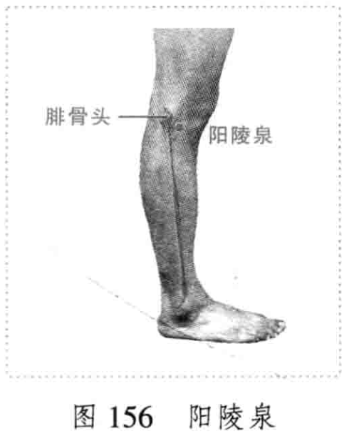 图156 阳陵泉