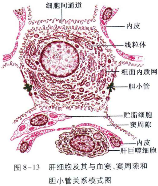 图8-13 肝细胞及其与血窦、窦周隙和 胆小管关系模式图