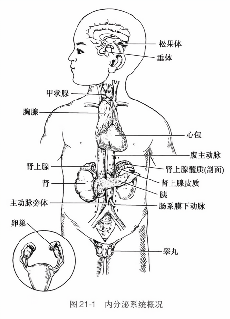 内分泌系统概况
