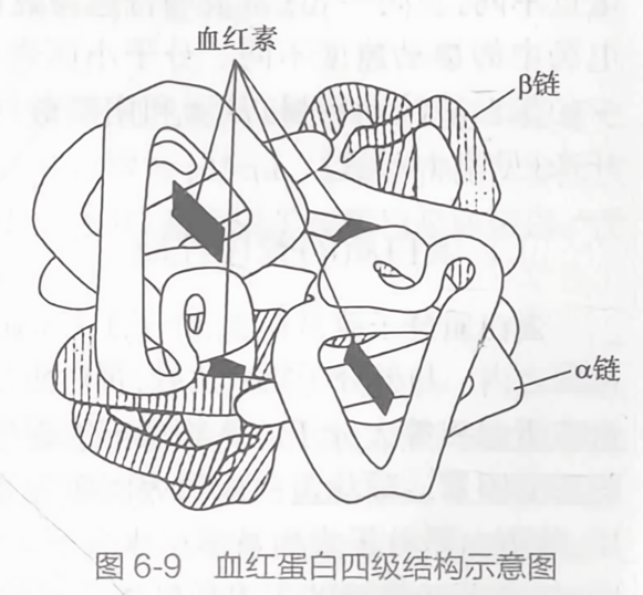 血红蛋白四级结构示意图
