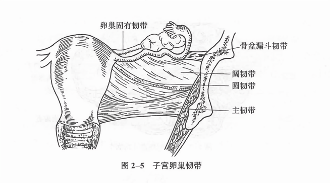 子宫卵巢韧带