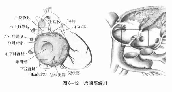房间隔解剖