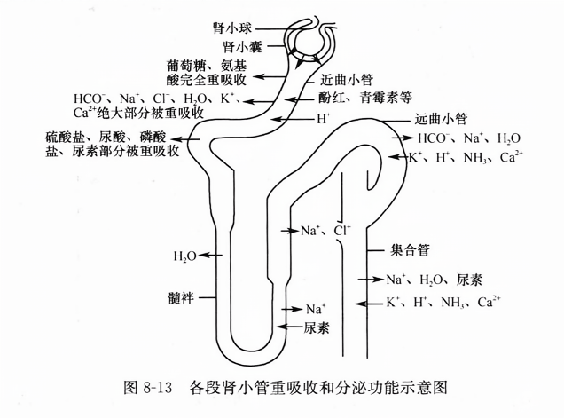 各段肾小管重吸收和分泌功能示意图