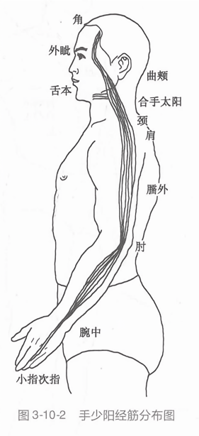 手少阳经筋分布图