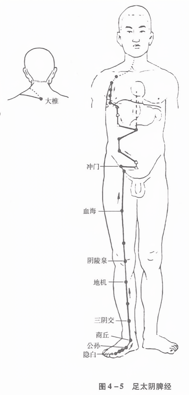 足太阴脾经