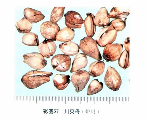 川贝母(炉贝)