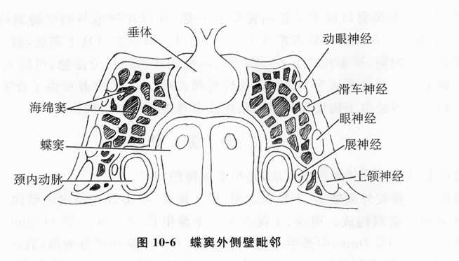 蝶窦外侧壁毗邻