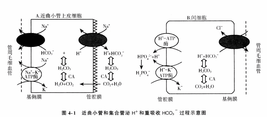 近曲小管和集合管泌h和重吸收hco过程示意图