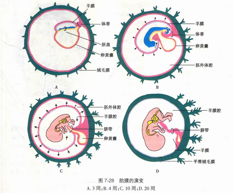 胎膜的演变
