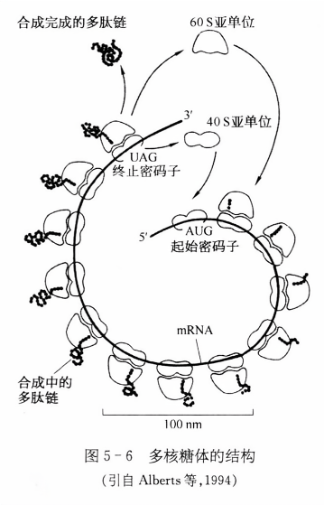 多核糖体的结构