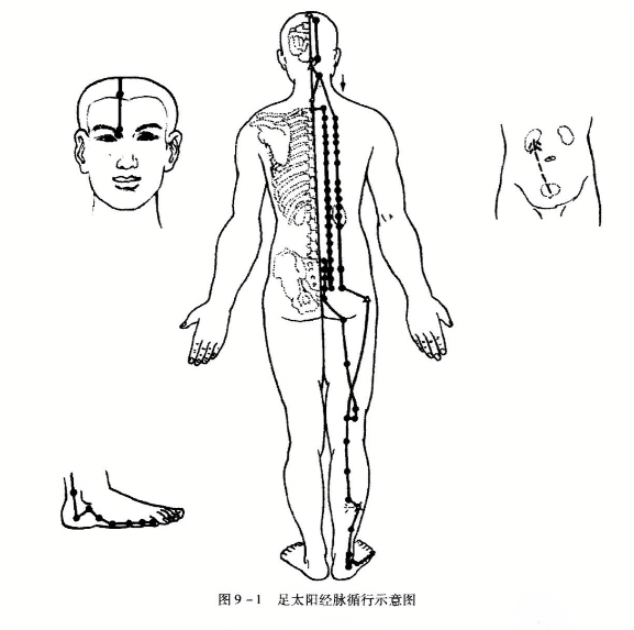 足太阳经脉循行示意图
