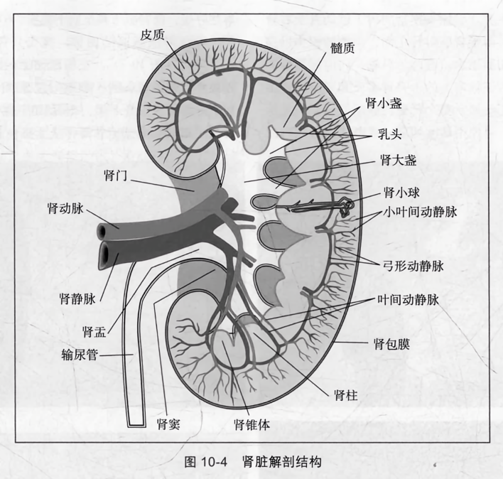 肾脏解剖结构