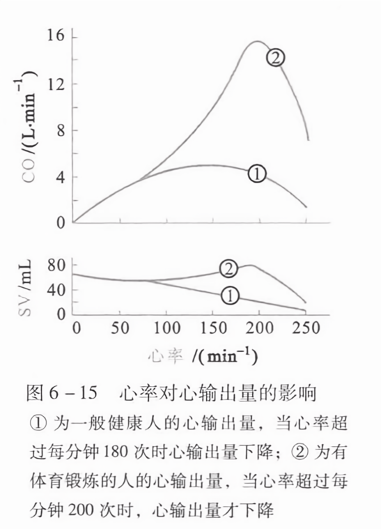 心率对心输出量的影响