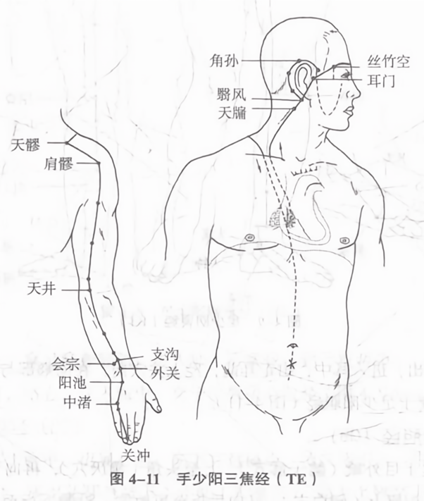 手少阳三焦经（te）