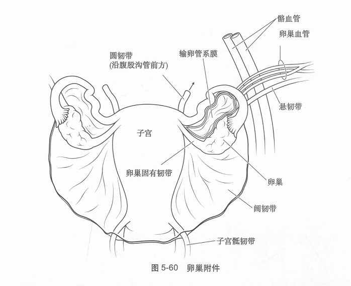 卵巢附件