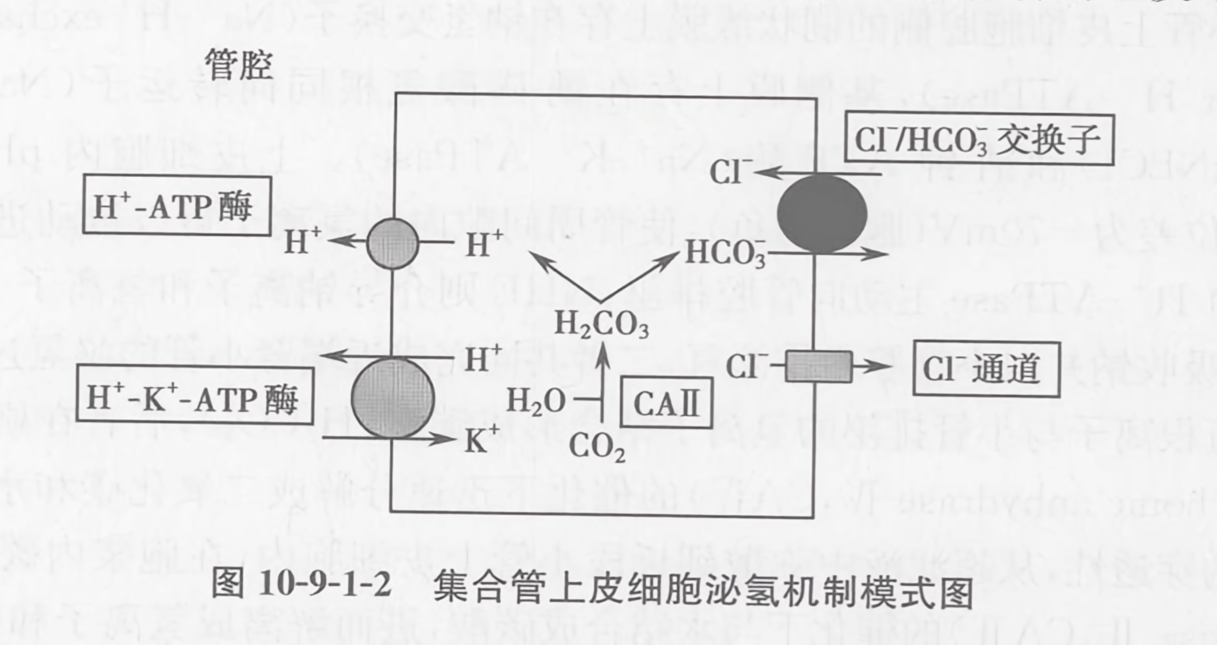 集合管上皮细胞泌氢机制模式图