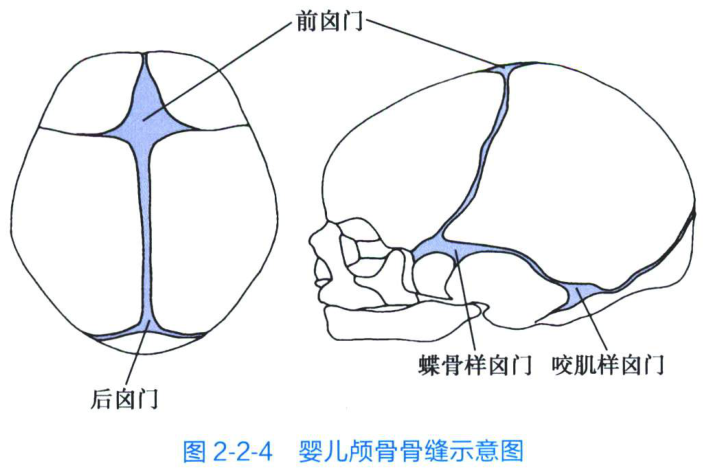 图2-2-4 婴儿颅骨骨缝示意图