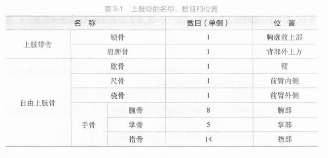上肢骨的名称、数目和位置