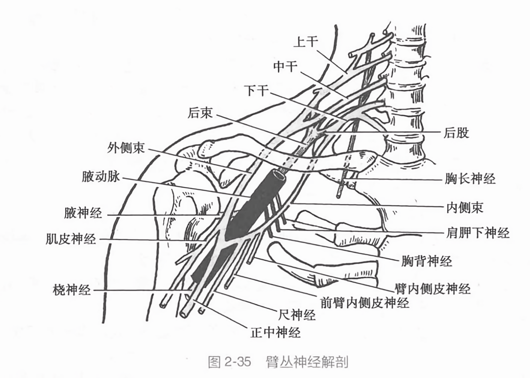 臂丛神经解剖