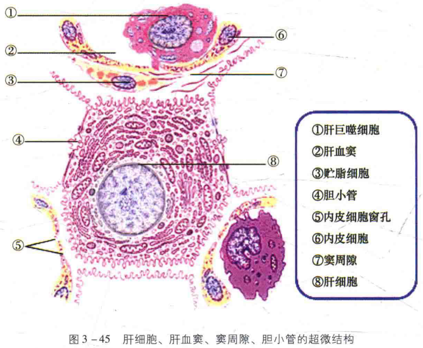图3-45 肝细胞、肝血窦、窦周隙、胆小管的超微结构