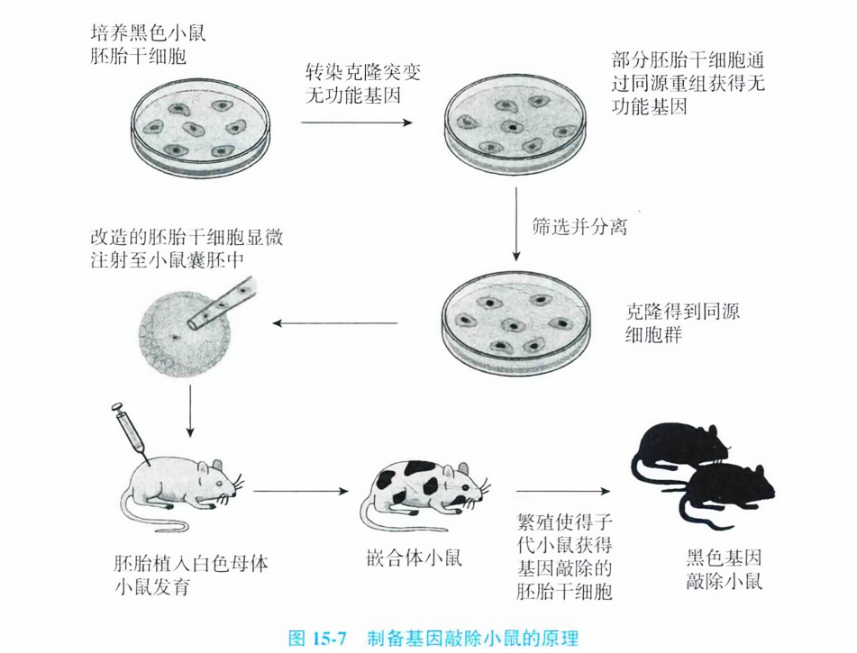 制备基因敲除小鼠的原理