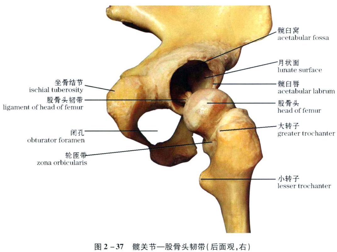 图2-37 髋关节——股骨头韧带(后面观,右)