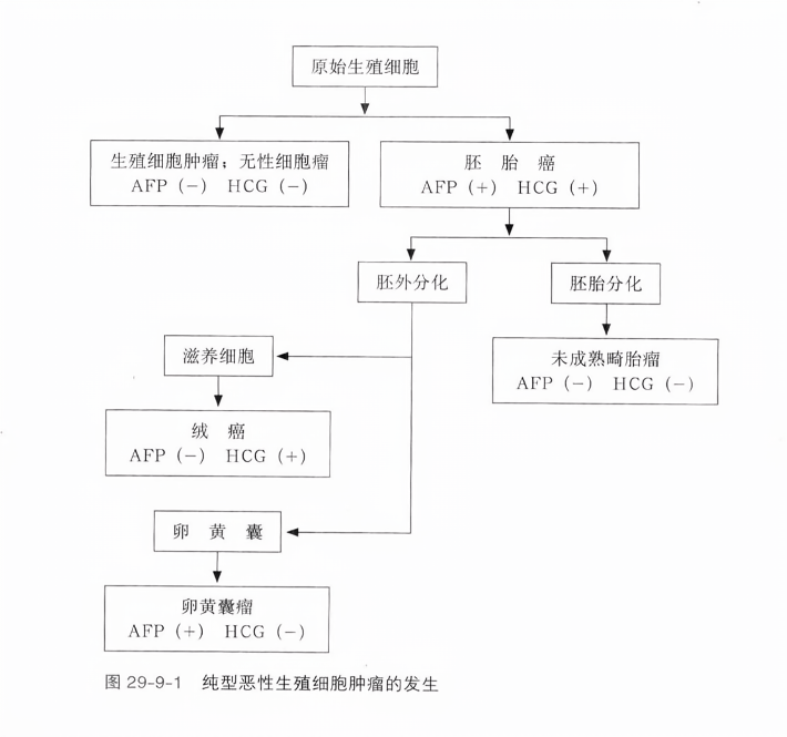 纯型恶性生殖细胞肿瘤的发生