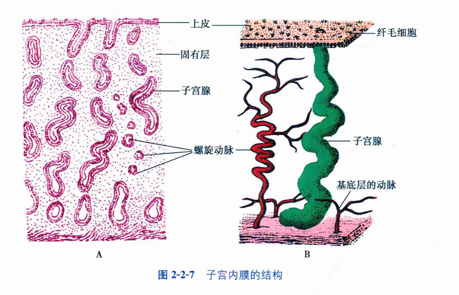 子宫内膜的结构