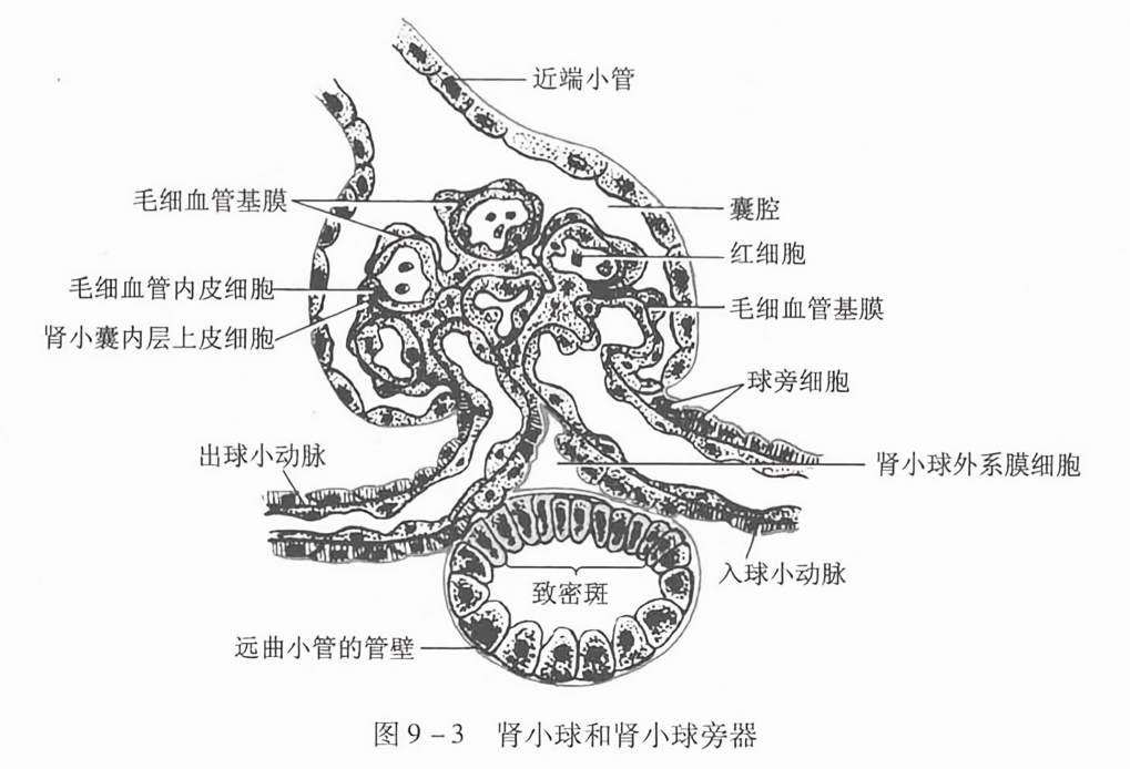 肾小球和肾小球旁器