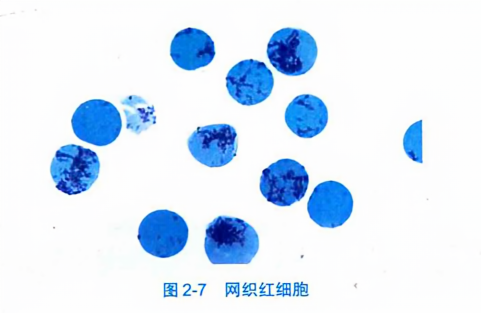 网织红细胞