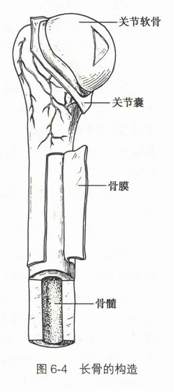 长骨的构造