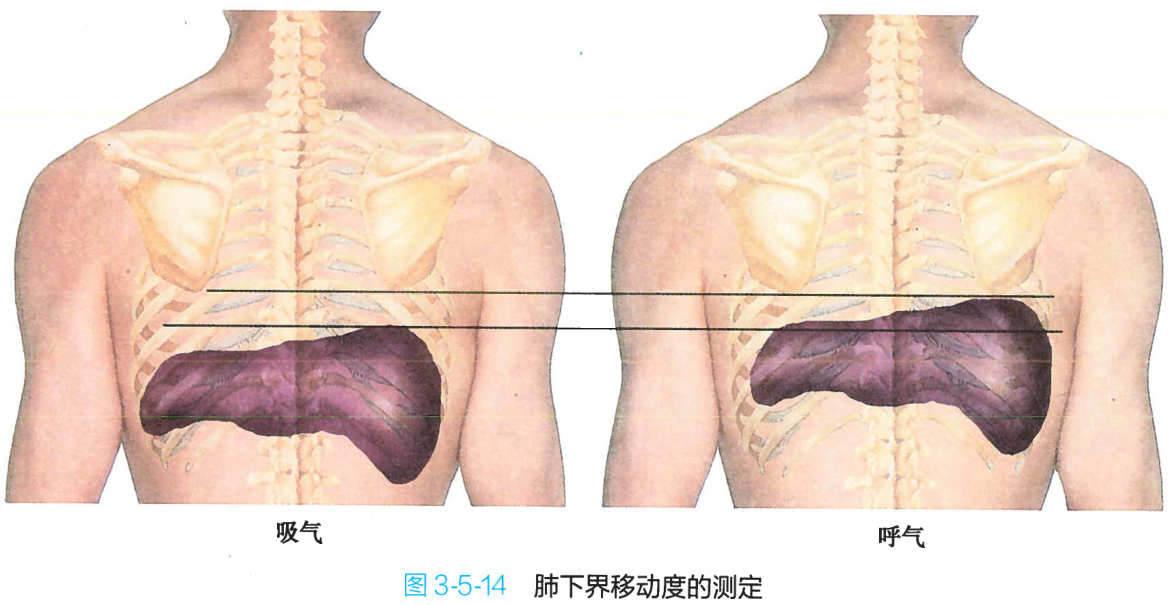 图3-5-14 肺下界移动度的测定