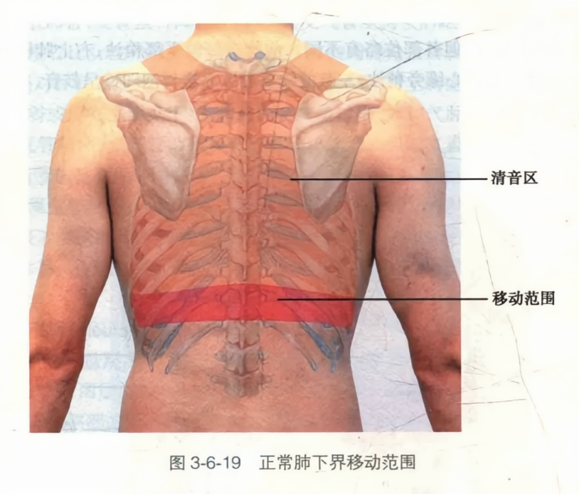 正常肺下界移动范围