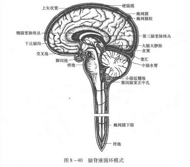 脑脊液循环模式