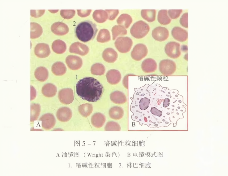嗜碱性粒细胞