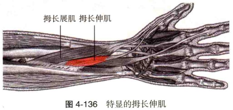图4-136 特显的拇长伸肌