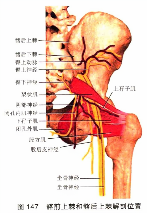 髂前上棘和髂后上棘解剖位置