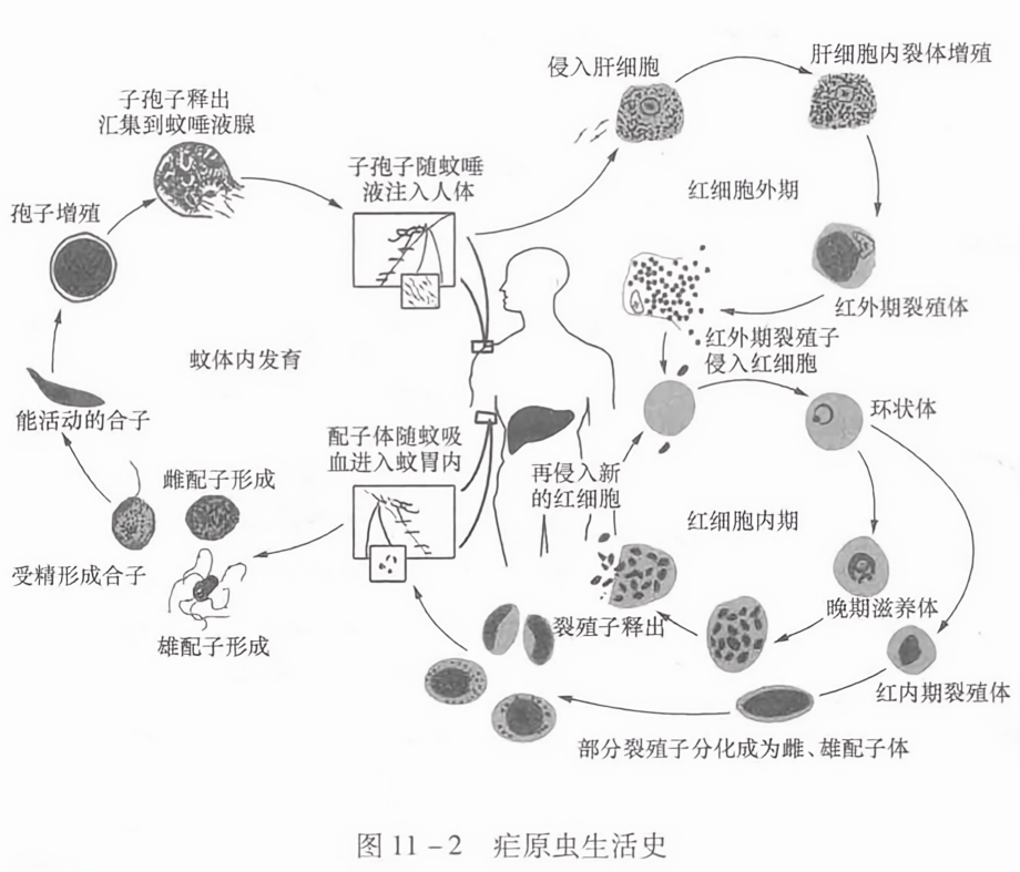 疟原虫生活史
