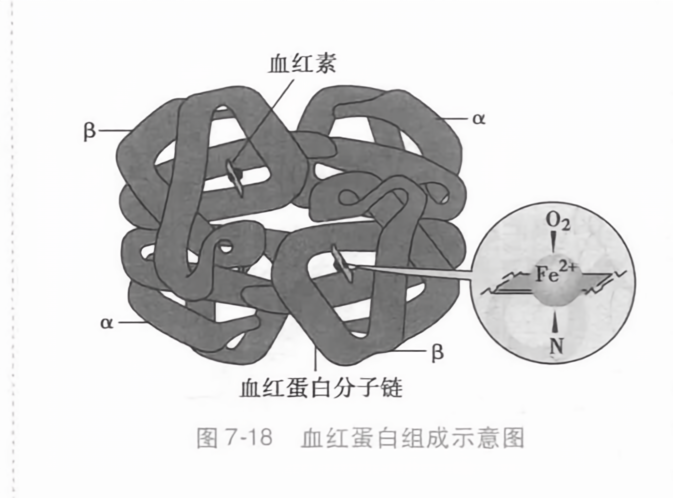 血红蛋白组成示意图