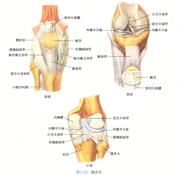 膝关节