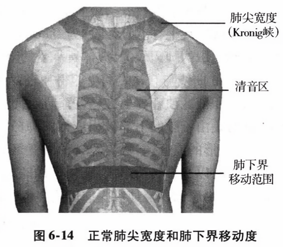 正常肺尖宽度和肺下界移动度