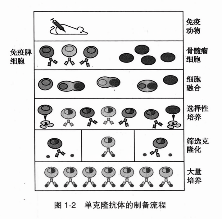 单克隆抗体的制备流程