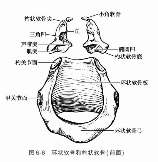 环状软骨和杓状软骨(前面)
