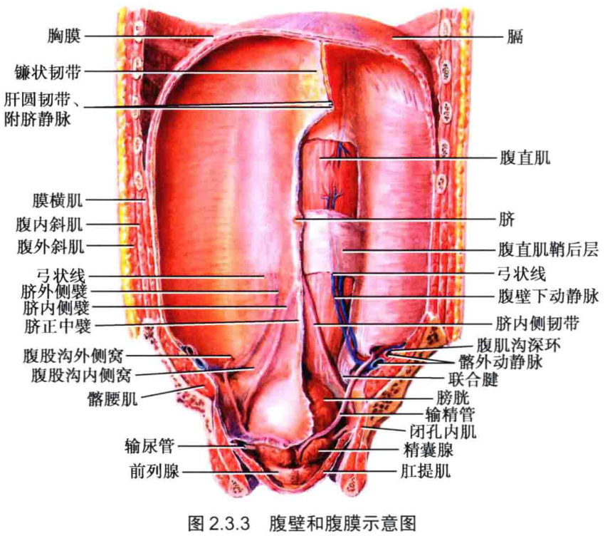 图2.3.3 腹壁和腹膜示意图