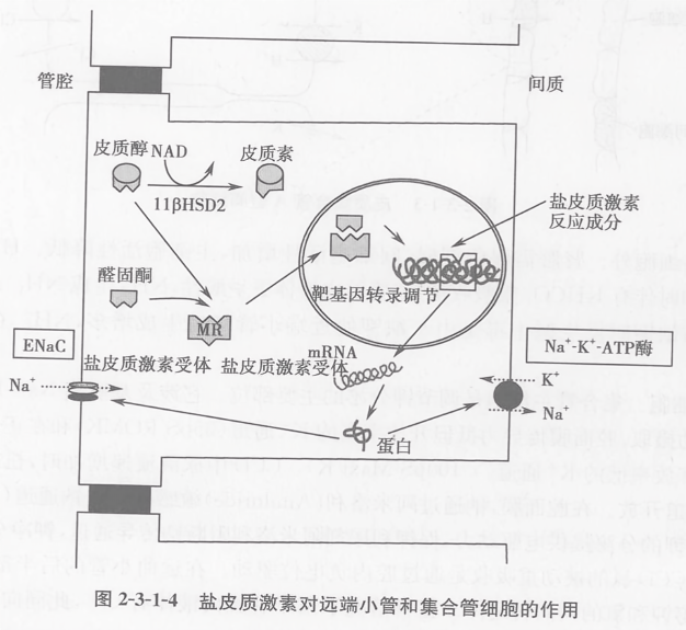 盐皮质激素对远端小管和集合管细胞的作用