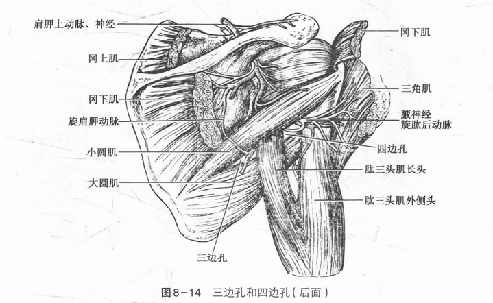 三边孔和四边孔(后面)