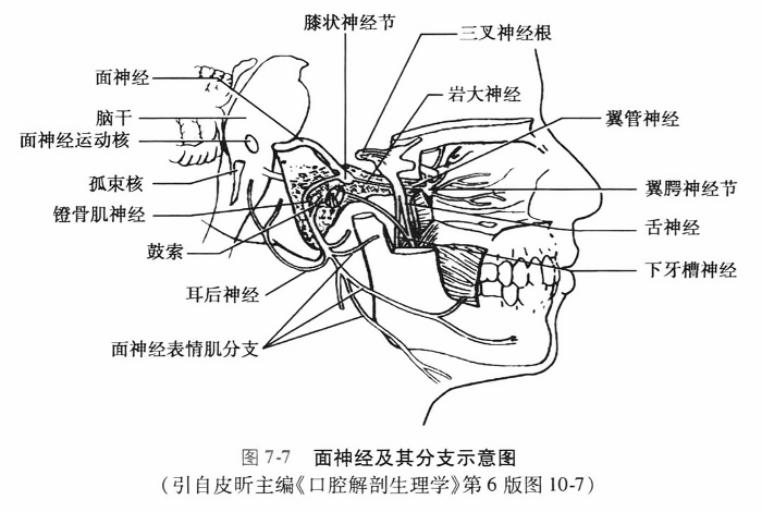 面神经及其分支示意图