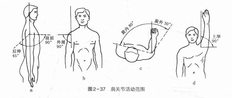 肩关节活动范围