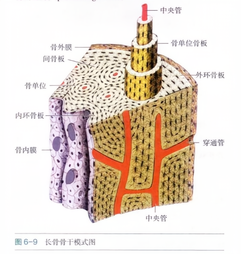 长骨骨干模式图