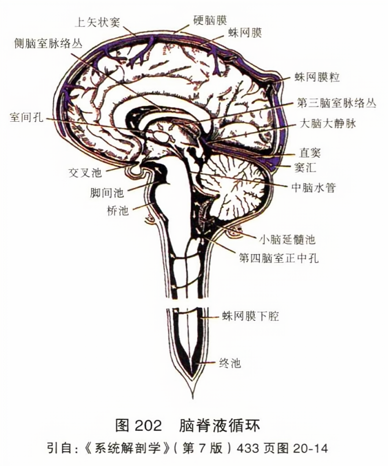 脑脊液循环